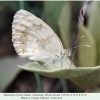 melanargia hylata talysh female